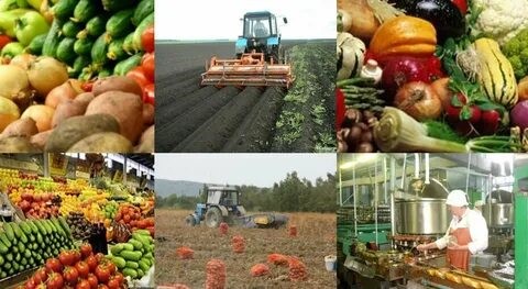 Россия аграрная: пищевая промышленность и общественное питание.